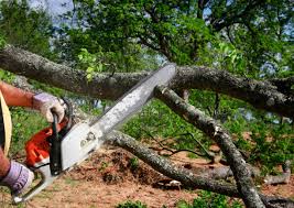 Best Fruit Tree Pruning  in Herington, KS