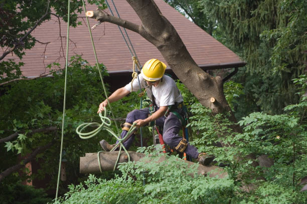 Best Commercial Tree Services  in Herington, KS