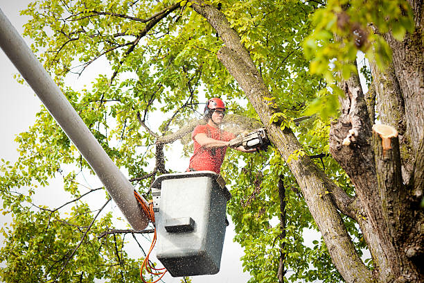 Best Storm Damage Tree Cleanup  in Herington, KS