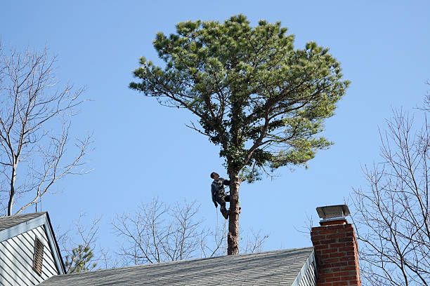 Best Emergency Tree Removal  in Herington, KS