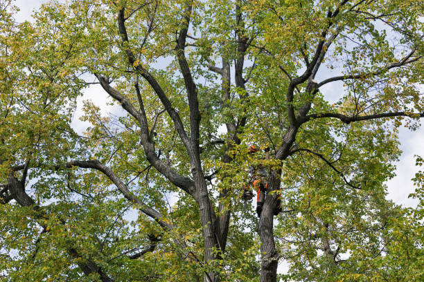 Best Arborist Consultation Services  in Herington, KS